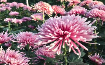 Kako da jesenja ruža uvek bude loptasta: Sve o krupnocvetnoj hrizantemi koja ispraća leto, dočekuje proleće Kako da jesenja ruža uvek bude loptasta: Sve o krupnocvetnoj hrizantemi koja ispraća leto, dočekuje proleće