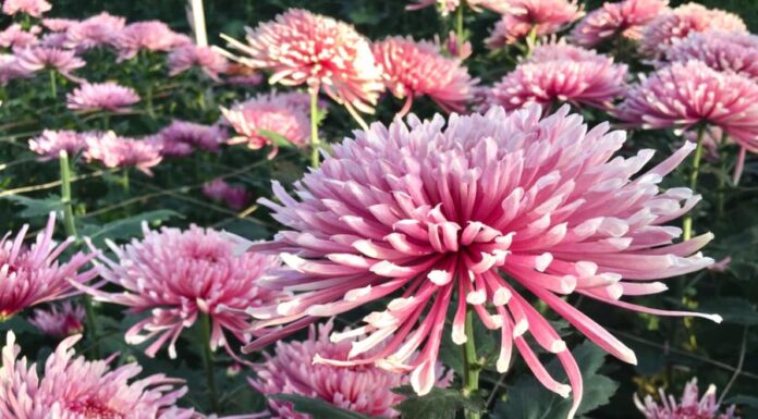 Kako da jesenja ruža uvek bude loptasta: Sve o krupnocvetnoj hrizantemi koja ispraća leto, dočekuje proleće Kako da jesenja ruža uvek bude loptasta: Sve o krupnocvetnoj hrizantemi koja ispraća leto, dočekuje proleće