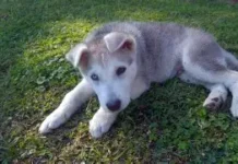 Kako pripremiti kućne ljubimce za snijeg i zimu: Savjeti koje ne smijete zanemariti Kako pripremiti kućne ljubimce za snijeg i zimu: Savjeti koje ne smijete zanemariti