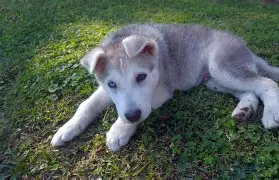 Kako pripremiti kućne ljubimce za snijeg i zimu: Savjeti koje ne smijete zanemariti Kako pripremiti kućne ljubimce za snijeg i zimu: Savjeti koje ne smijete zanemariti