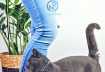 Malo ko zna: evo šta vam pokušava reći mačka kada se trlja uz vaše noge Malo ko zna: evo šta vam pokušava reći mačka kada se trlja uz vaše noge