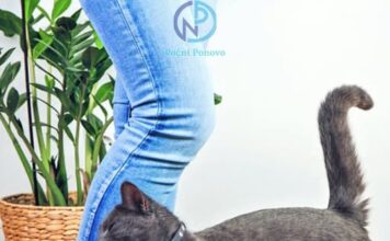 Malo ko zna: evo šta vam pokušava reći mačka kada se trlja uz vaše noge Malo ko zna: evo šta vam pokušava reći mačka kada se trlja uz vaše noge