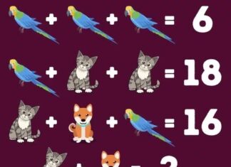 Matematička mozgalica: Možete li otkriti koji se brojevi kriju iza životinja za manje od 15 sekundi? Matematička mozgalica: Možete li otkriti koji se brojevi kriju iza životinja za manje od 15 sekundi?