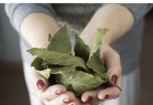 Moja baka uvijek stavlja lovorov list u so. Kada sam saznala zašto je to radila, bila sam iznenađena, jer nikad nisam vidjela ništa slično Moja baka uvijek stavlja lovorov list u so. Kada sam saznala zašto je to radila, bila sam iznenađena, jer nikad nisam vidjela ništa slično