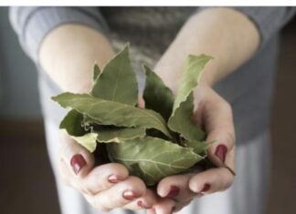 Moja baka uvijek stavlja lovorov list u so. Kada sam saznala zašto je to radila, bila sam iznenađena, jer nikad nisam vidjela ništa slično Moja baka uvijek stavlja lovorov list u so. Kada sam saznala zašto je to radila, bila sam iznenađena, jer nikad nisam vidjela ništa slično