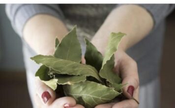 Moja baka uvijek stavlja lovorov list u so. Kada sam saznala zašto je to radila, bila sam iznenađena, jer nikad nisam vidjela ništa slično Moja baka uvijek stavlja lovorov list u so. Kada sam saznala zašto je to radila, bila sam iznenađena, jer nikad nisam vidjela ništa slično