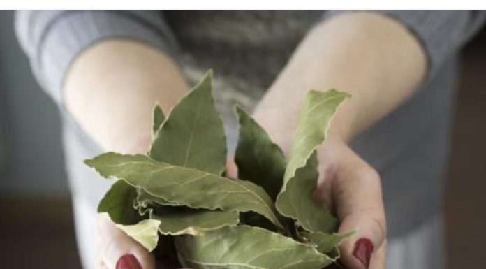 Moja baka uvijek stavlja lovorov list u so. Kada sam saznala zašto je to radila, bila sam iznenađena, jer nikad nisam vidjela ništa slično Moja baka uvijek stavlja lovorov list u so. Kada sam saznala zašto je to radila, bila sam iznenađena, jer nikad nisam vidjela ništa slično