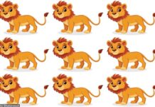 Mozgalica koja je zaludela svet: Imate samo 25 sekundi da pronađete drugačijeg lava! Mozgalica koja je zaludela svet: Imate samo 25 sekundi da pronađete drugačijeg lava!