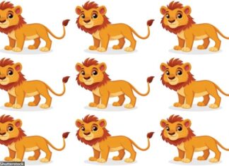 Mozgalica koja je zaludela svet: Imate samo 25 sekundi da pronađete drugačijeg lava! Mozgalica koja je zaludela svet: Imate samo 25 sekundi da pronađete drugačijeg lava!