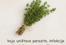 Najmoćnija Biljka: Tajna Prirode za Vaše Zdravlje! Najmoćnija Biljka: Tajna Prirode za Vaše Zdravlje!