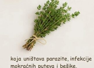 Najmoćnija Biljka: Tajna Prirode za Vaše Zdravlje! Najmoćnija Biljka: Tajna Prirode za Vaše Zdravlje!
