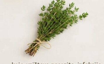 Najmoćnija Biljka: Tajna Prirode za Vaše Zdravlje! Najmoćnija Biljka: Tajna Prirode za Vaše Zdravlje!