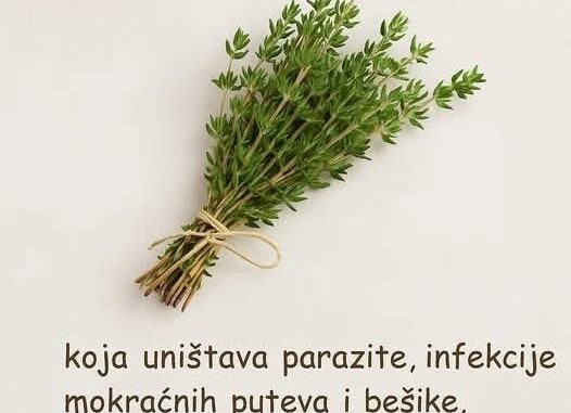 Najmoćnija Biljka: Tajna Prirode za Vaše Zdravlje! Najmoćnija Biljka: Tajna Prirode za Vaše Zdravlje!