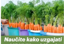 Naučite kako uzgajati MRKVU u običnoj kanti i nikada je više ne morate kupovati: EVO postupka! Naučite kako uzgajati MRKVU u običnoj kanti i nikada je više ne morate kupovati: EVO postupka!