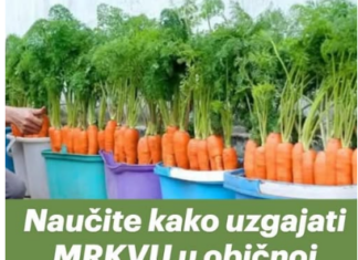 Naučite kako uzgajati MRKVU u običnoj kanti i nikada je više ne morate kupovati: EVO postupka! Naučite kako uzgajati MRKVU u običnoj kanti i nikada je više ne morate kupovati: EVO postupka!