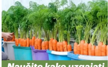 Naučite kako uzgajati MRKVU u običnoj kanti i nikada je više ne morate kupovati: EVO postupka! Naučite kako uzgajati MRKVU u običnoj kanti i nikada je više ne morate kupovati: EVO postupka!