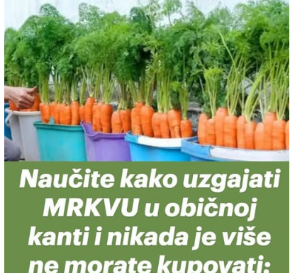 Naučite kako uzgajati MRKVU u običnoj kanti i nikada je više ne morate kupovati: EVO postupka! Naučite kako uzgajati MRKVU u običnoj kanti i nikada je više ne morate kupovati: EVO postupka!