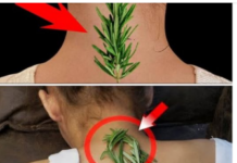 Nisam mogla da se uspravim zbog bolova u vratu i leđima – Evo kako mi je običan ruzmarin pomogao! Nisam mogla da se uspravim zbog bolova u vratu i leđima – Evo kako mi je običan ruzmarin pomogao!