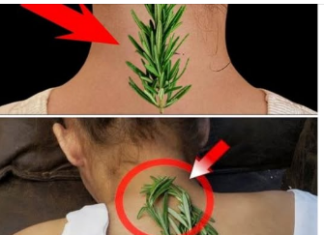 Nisam mogla da se uspravim zbog bolova u vratu i leđima – Evo kako mi je običan ruzmarin pomogao! Nisam mogla da se uspravim zbog bolova u vratu i leđima – Evo kako mi je običan ruzmarin pomogao!