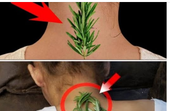 Nisam mogla da se uspravim zbog bolova u vratu i leđima – Evo kako mi je običan ruzmarin pomogao! Nisam mogla da se uspravim zbog bolova u vratu i leđima – Evo kako mi je običan ruzmarin pomogao!