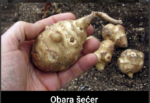 Ova biljka je spas za dijabetičare, idealna za mršavljenje i dobru probavu… Ova biljka je spas za dijabetičare, idealna za mršavljenje i dobru probavu…