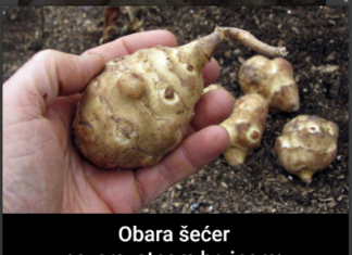 Ova biljka je spas za dijabetičare, idealna za mršavljenje i dobru probavu… Ova biljka je spas za dijabetičare, idealna za mršavljenje i dobru probavu…