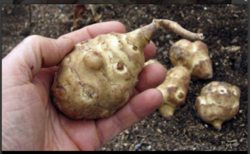 Ova biljka je spas za dijabetičare, idealna za mršavljenje i dobru probavu… Ova biljka je spas za dijabetičare, idealna za mršavljenje i dobru probavu…