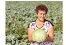 Ovako Slobodanka iz Futoga kiseli kupus: “Ljudi najčešće greše sa količinom soli” Ovako Slobodanka iz Futoga kiseli kupus: “Ljudi najčešće greše sa količinom soli”