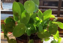 OVO CVEĆE USPEVA SAMO KOD DOBRE OSOBE: A prema starom VEROVANJU u kući u kojoj buja DONOSI NOVAC I BLAGOSTANJE OVO CVEĆE USPEVA SAMO KOD DOBRE OSOBE: A prema starom VEROVANJU u kući u kojoj buja DONOSI NOVAC I BLAGOSTANJE