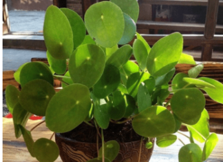 OVO CVEĆE USPEVA SAMO KOD DOBRE OSOBE: A prema starom VEROVANJU u kući u kojoj buja DONOSI NOVAC I BLAGOSTANJE OVO CVEĆE USPEVA SAMO KOD DOBRE OSOBE: A prema starom VEROVANJU u kući u kojoj buja DONOSI NOVAC I BLAGOSTANJE