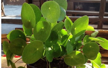 OVO CVEĆE USPEVA SAMO KOD DOBRE OSOBE: A prema starom VEROVANJU u kući u kojoj buja DONOSI NOVAC I BLAGOSTANJE OVO CVEĆE USPEVA SAMO KOD DOBRE OSOBE: A prema starom VEROVANJU u kući u kojoj buja DONOSI NOVAC I BLAGOSTANJE