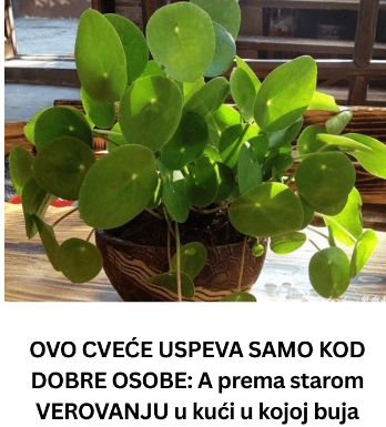 OVO CVEĆE USPEVA SAMO KOD DOBRE OSOBE: A prema starom VEROVANJU u kući u kojoj buja DONOSI NOVAC I BLAGOSTANJE OVO CVEĆE USPEVA SAMO KOD DOBRE OSOBE: A prema starom VEROVANJU u kući u kojoj buja DONOSI NOVAC I BLAGOSTANJE