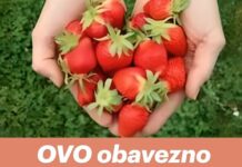 OVO obavezno odradite i u jesen dodajte u zemlju za obilan rod jagoda OVO obavezno odradite i u jesen dodajte u zemlju za obilan rod jagoda