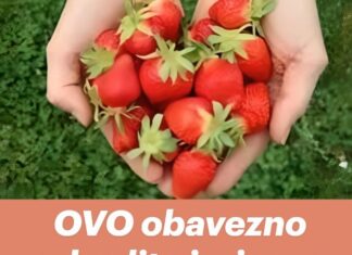 OVO obavezno odradite i u jesen dodajte u zemlju za obilan rod jagoda OVO obavezno odradite i u jesen dodajte u zemlju za obilan rod jagoda