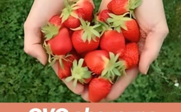 OVO obavezno odradite i u jesen dodajte u zemlju za obilan rod jagoda OVO obavezno odradite i u jesen dodajte u zemlju za obilan rod jagoda