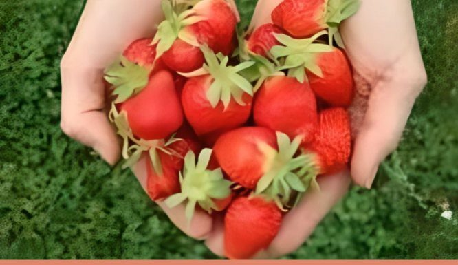 OVO obavezno odradite i u jesen dodajte u zemlju za obilan rod jagoda OVO obavezno odradite i u jesen dodajte u zemlju za obilan rod jagoda