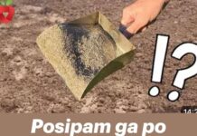 Posipam ga po cijelom vrtu u jesen! Čini čuda za biljke i tlo! Posipam ga po cijelom vrtu u jesen! Čini čuda za biljke i tlo!