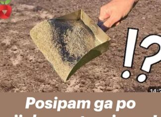 Posipam ga po cijelom vrtu u jesen! Čini čuda za biljke i tlo! Posipam ga po cijelom vrtu u jesen! Čini čuda za biljke i tlo!