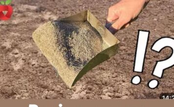 Posipam ga po cijelom vrtu u jesen! Čini čuda za biljke i tlo! Posipam ga po cijelom vrtu u jesen! Čini čuda za biljke i tlo!