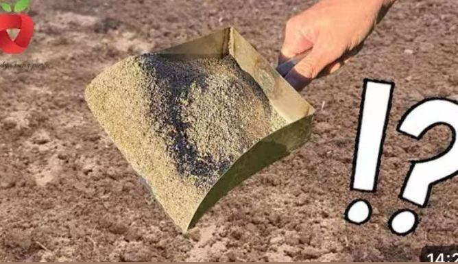 Posipam ga po cijelom vrtu u jesen! Čini čuda za biljke i tlo! Posipam ga po cijelom vrtu u jesen! Čini čuda za biljke i tlo!