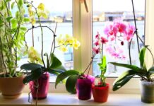 Praktični saveti za negu orhideja tokom jeseni i zime: Evo kako da ostanu zdrave, srećne i pune novih pupoljaka Praktični saveti za negu orhideja tokom jeseni i zime: Evo kako da ostanu zdrave, srećne i pune novih pupoljaka