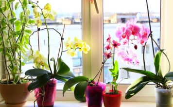 Praktični saveti za negu orhideja tokom jeseni i zime: Evo kako da ostanu zdrave, srećne i pune novih pupoljaka Praktični saveti za negu orhideja tokom jeseni i zime: Evo kako da ostanu zdrave, srećne i pune novih pupoljaka