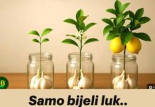 Samo bijeli luk.. Grančica limuna će se brzo ukorijeniti i donositi plodove kao luda. Samo bijeli luk.. Grančica limuna će se brzo ukorijeniti i donositi plodove kao luda.