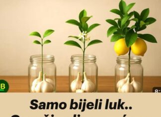 Samo bijeli luk.. Grančica limuna će se brzo ukorijeniti i donositi plodove kao luda. Samo bijeli luk.. Grančica limuna će se brzo ukorijeniti i donositi plodove kao luda.