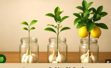 Samo bijeli luk.. Grančica limuna će se brzo ukorijeniti i donositi plodove kao luda. Samo bijeli luk.. Grančica limuna će se brzo ukorijeniti i donositi plodove kao luda.