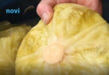 Samo ovako vam se kiseli kupus neće pokvariti! Tri stvari su ključne, a biće i ukusniji Samo ovako vam se kiseli kupus neće pokvariti! Tri stvari su ključne, a biće i ukusniji