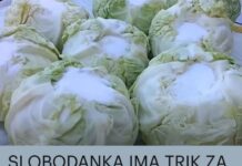 SLOBODANKA IMA TRIK ZA ODLIČAN KISELI KUPUS! Većina domaćica radi ovo pogrešno kod kiseljenja – PAZITE SAMO OVO SLOBODANKA IMA TRIK ZA ODLIČAN KISELI KUPUS! Većina domaćica radi ovo pogrešno kod kiseljenja – PAZITE SAMO OVO