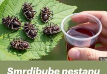 Smrdibube nestanu za 1 minutu! OVO je jače od tone otrova… Smrdibube nestanu za 1 minutu! OVO je jače od tone otrova…