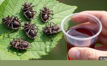 Smrdibube nestanu za 1 minutu! OVO je jače od tone otrova… Smrdibube nestanu za 1 minutu! OVO je jače od tone otrova…