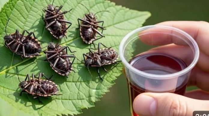 Smrdibube nestanu za 1 minutu! OVO je jače od tone otrova… Smrdibube nestanu za 1 minutu! OVO je jače od tone otrova…